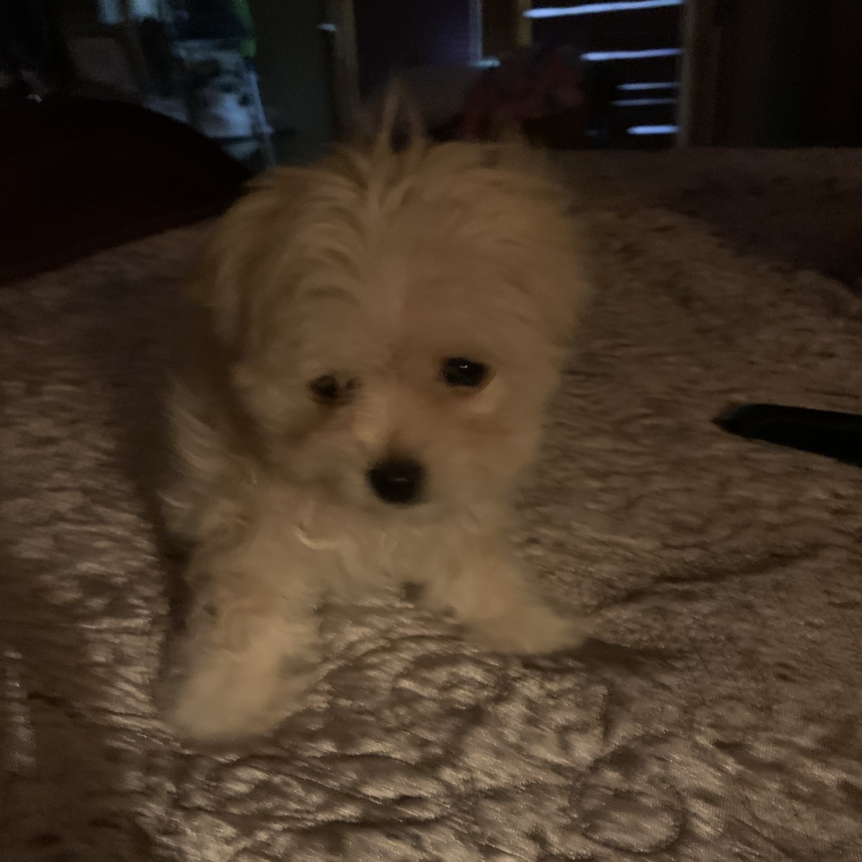 Enlarge Hamilton, a Adopted mixed breed in Riverview, MI image 1/6