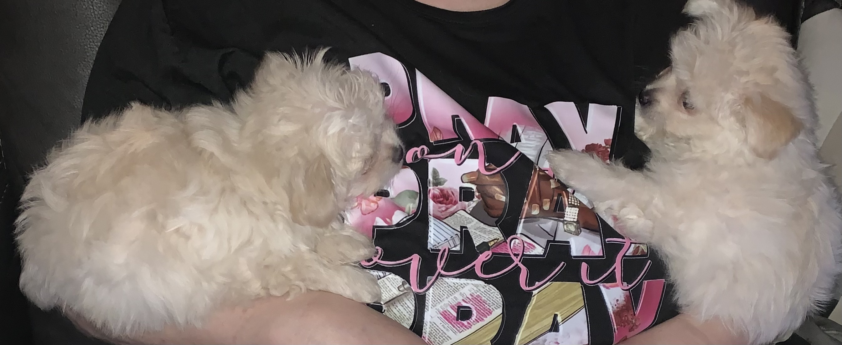 Enlarge Hamilton, a Adopted mixed breed in Riverview, MI image 2/6