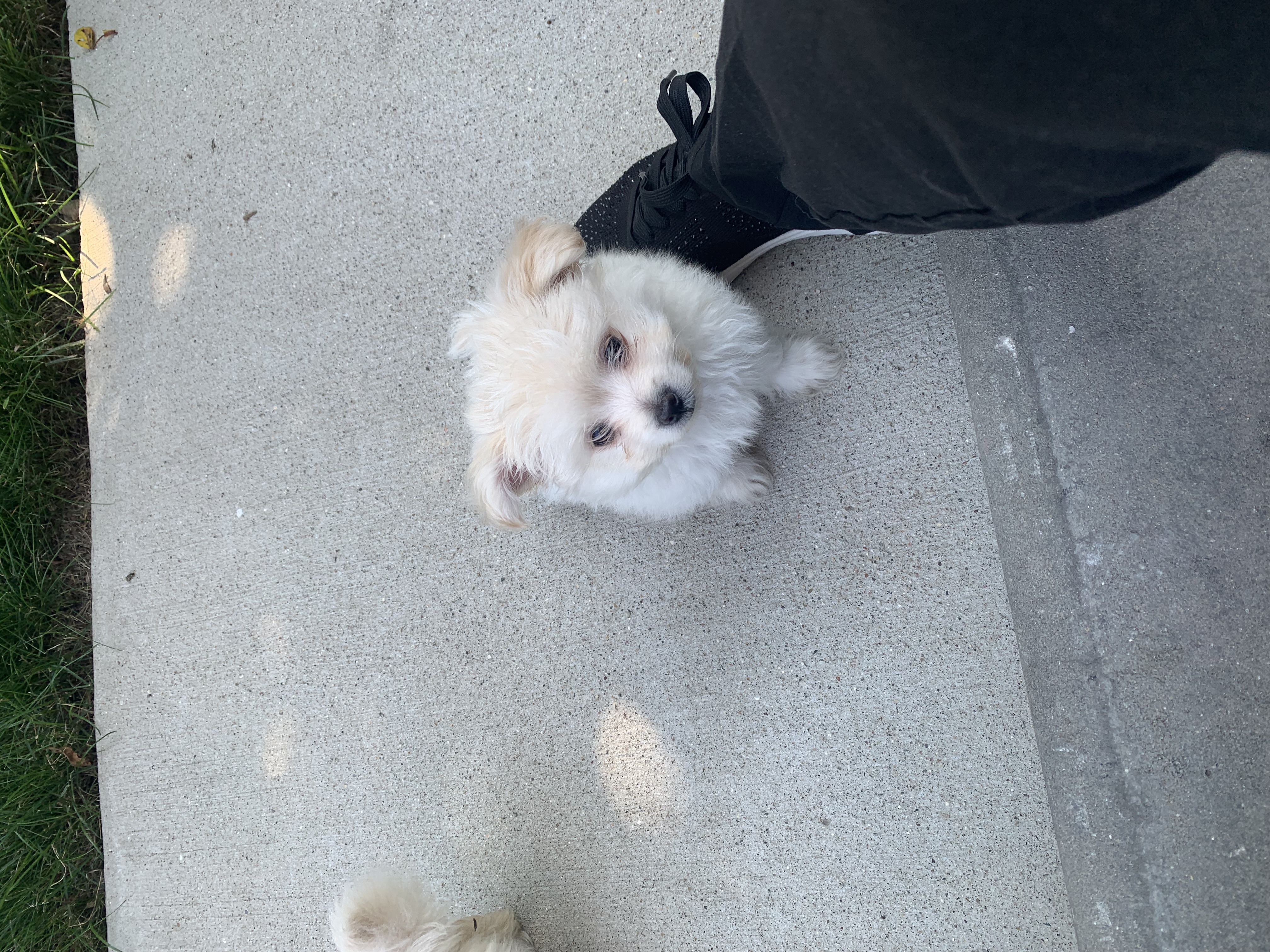 Enlarge Hamilton, a Adopted mixed breed in Riverview, MI image 3/6