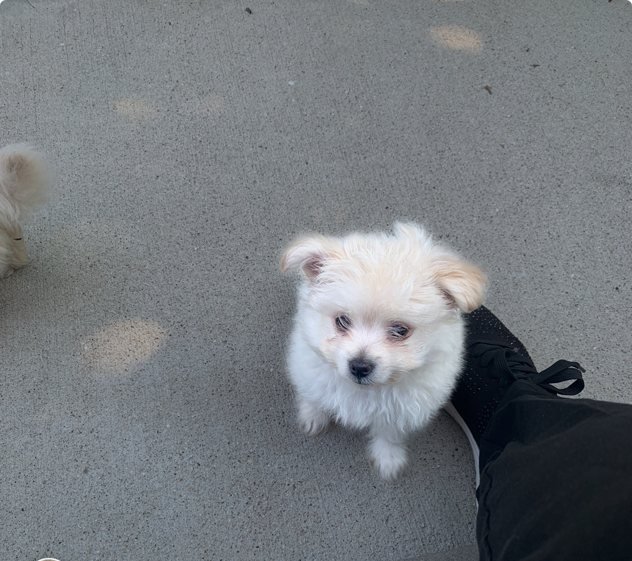 Enlarge Hamilton, a Adopted mixed breed in Riverview, MI image 4/6