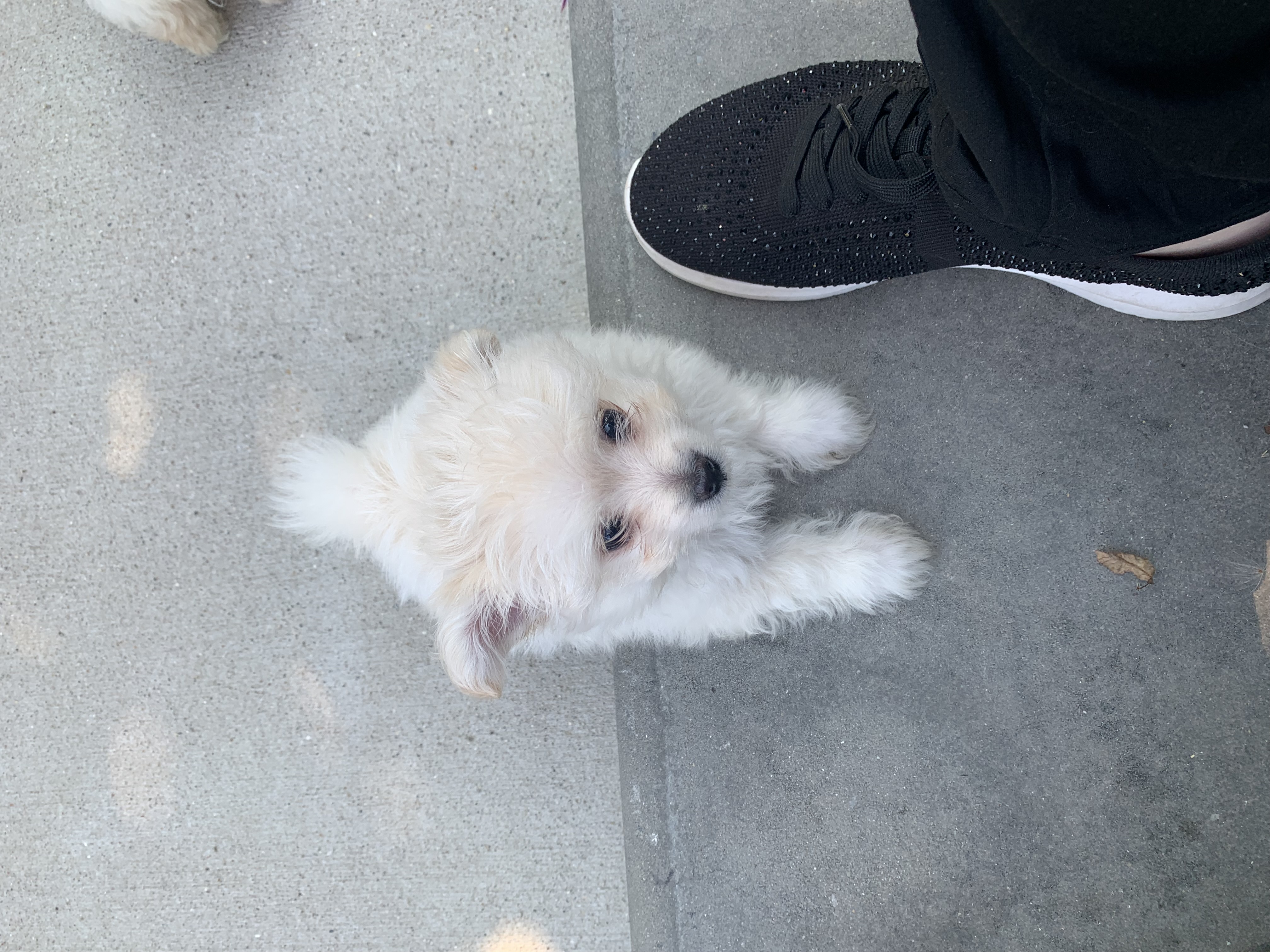 Enlarge Hamilton, a Adopted mixed breed in Riverview, MI image 5/6