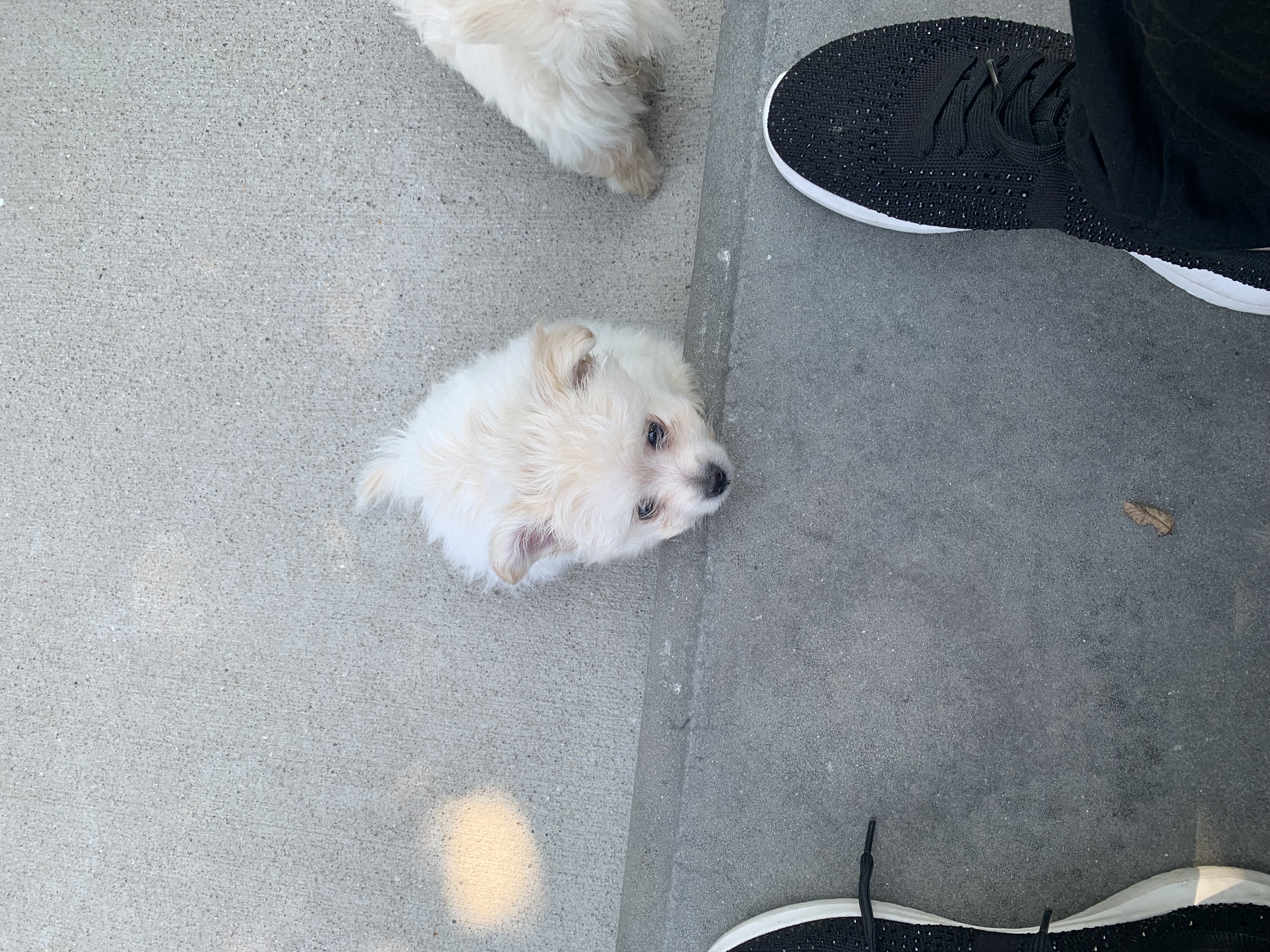 Enlarge Hamilton, a Adopted mixed breed in Riverview, MI image 6/6