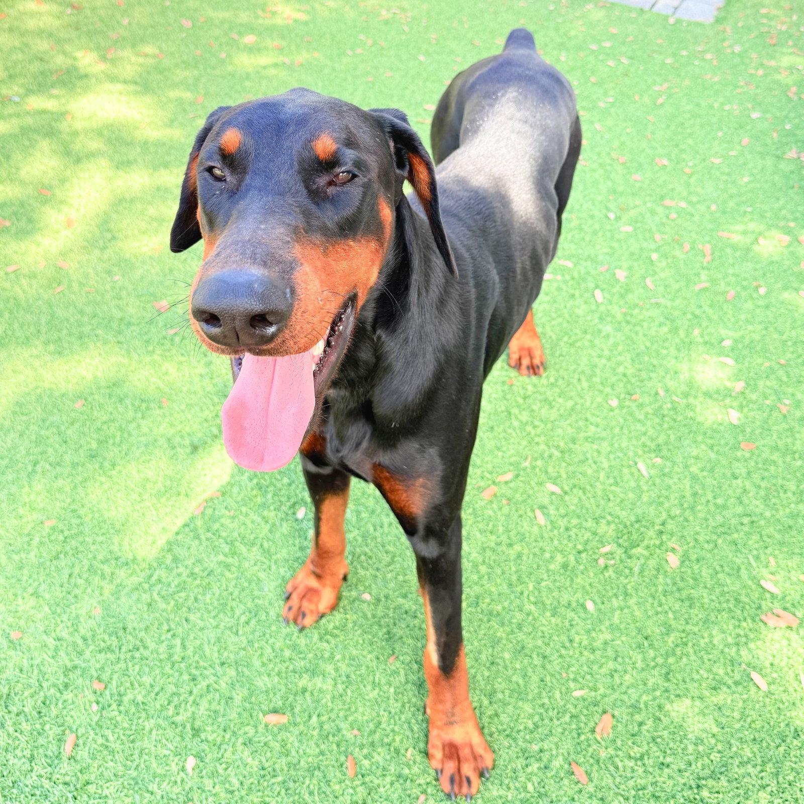 Enlarge Sawyer 3617, a Adopted Doberman Pinscher in Oakland Park, FL image 1/3
