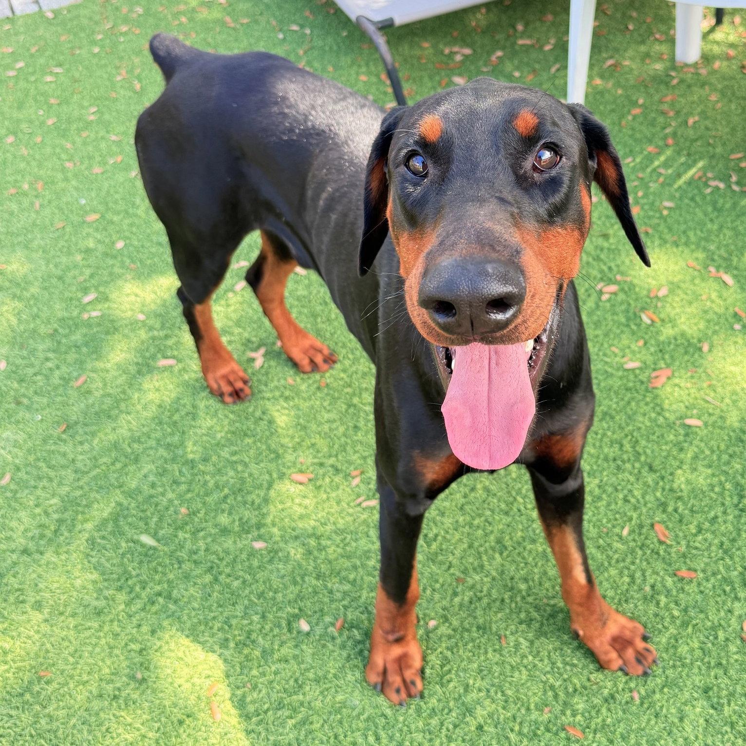 Enlarge Sawyer 3617, a Adopted Doberman Pinscher in Oakland Park, FL image 2/3