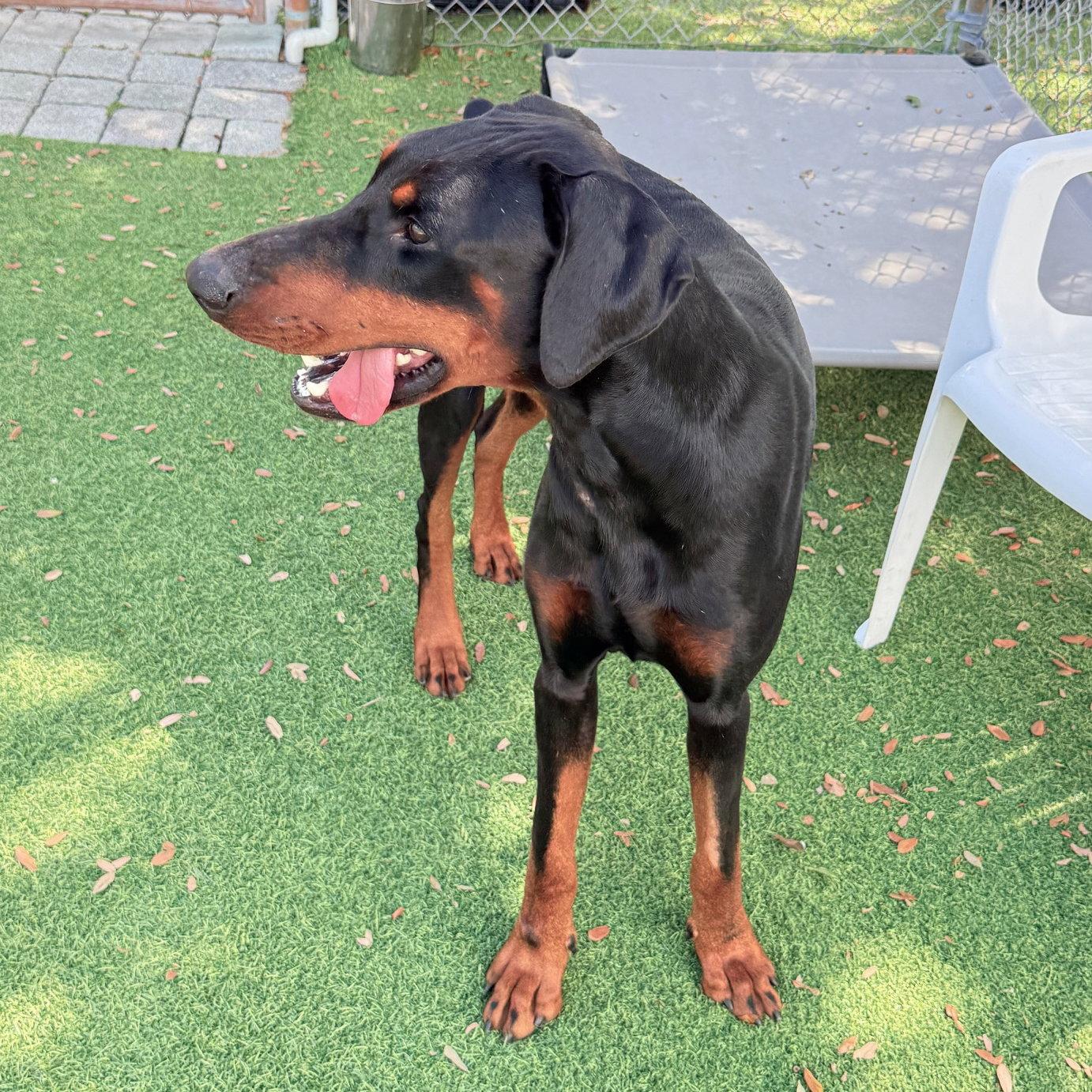 Enlarge Sawyer 3617, a Adopted Doberman Pinscher in Oakland Park, FL image 3/3