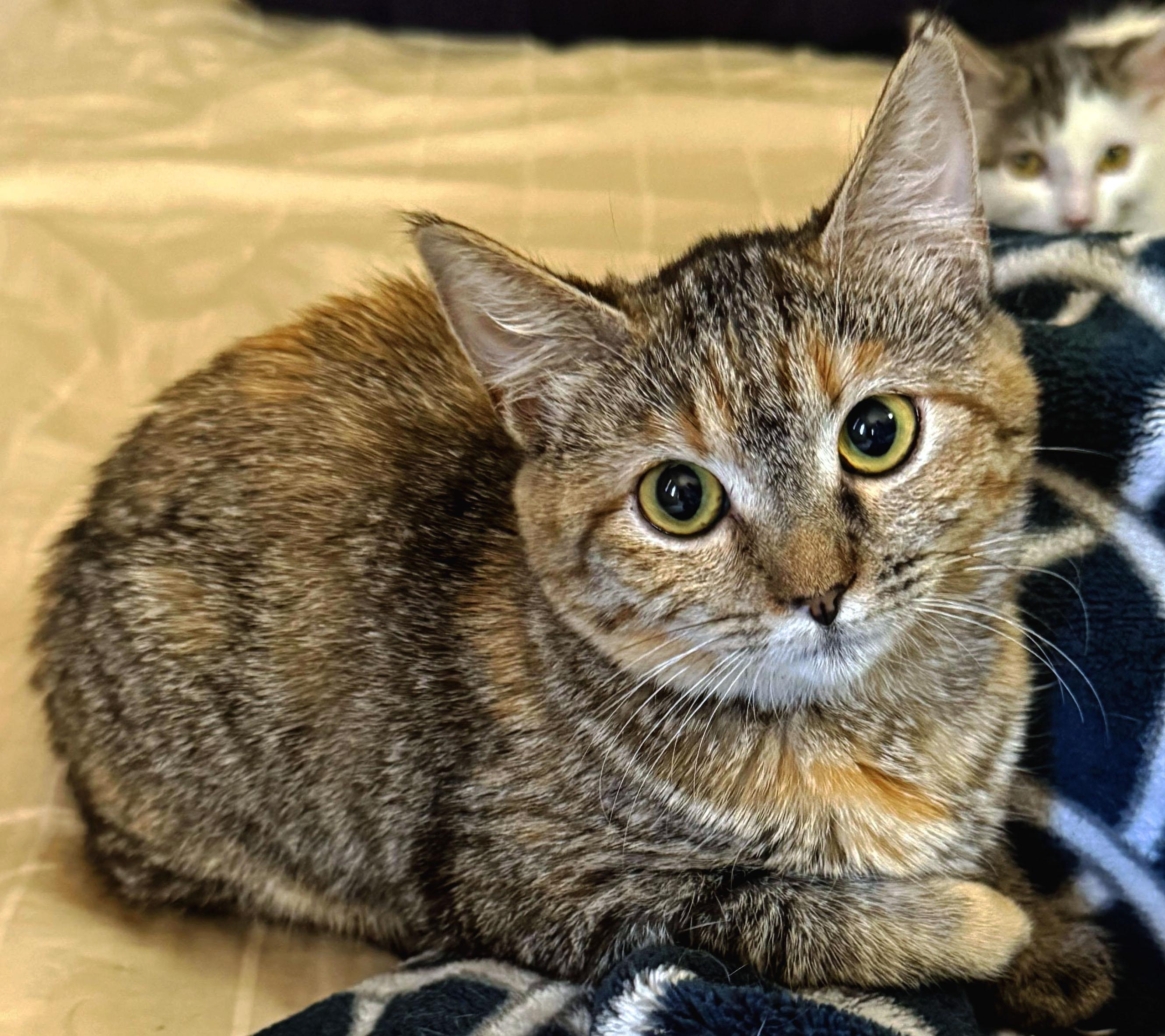 Enlarge Abby, a Adoptable mixed breed in Fresno, CA image 1/3