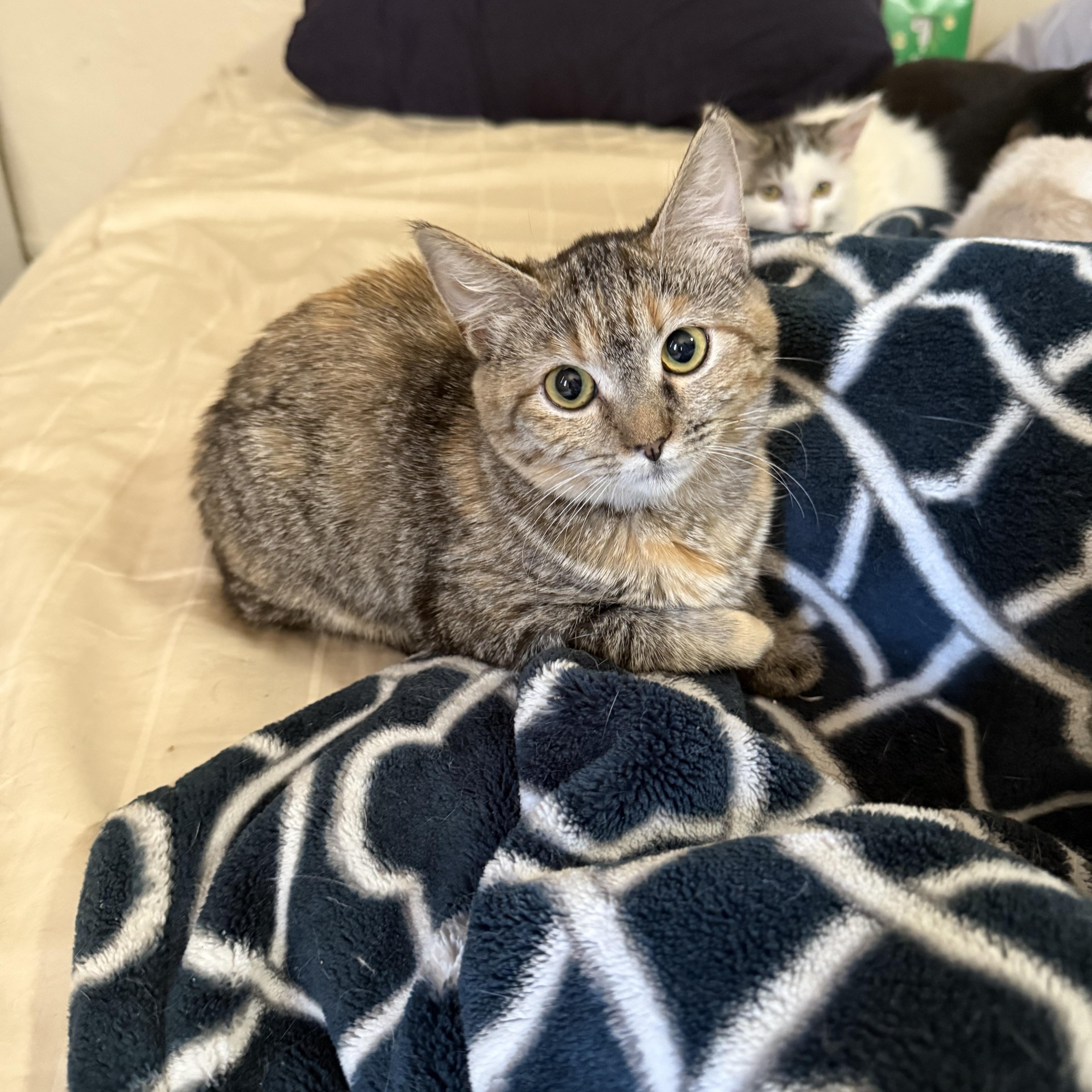 Abby, Adoptable, Kitten Female Tabby & Tortoiseshell.
