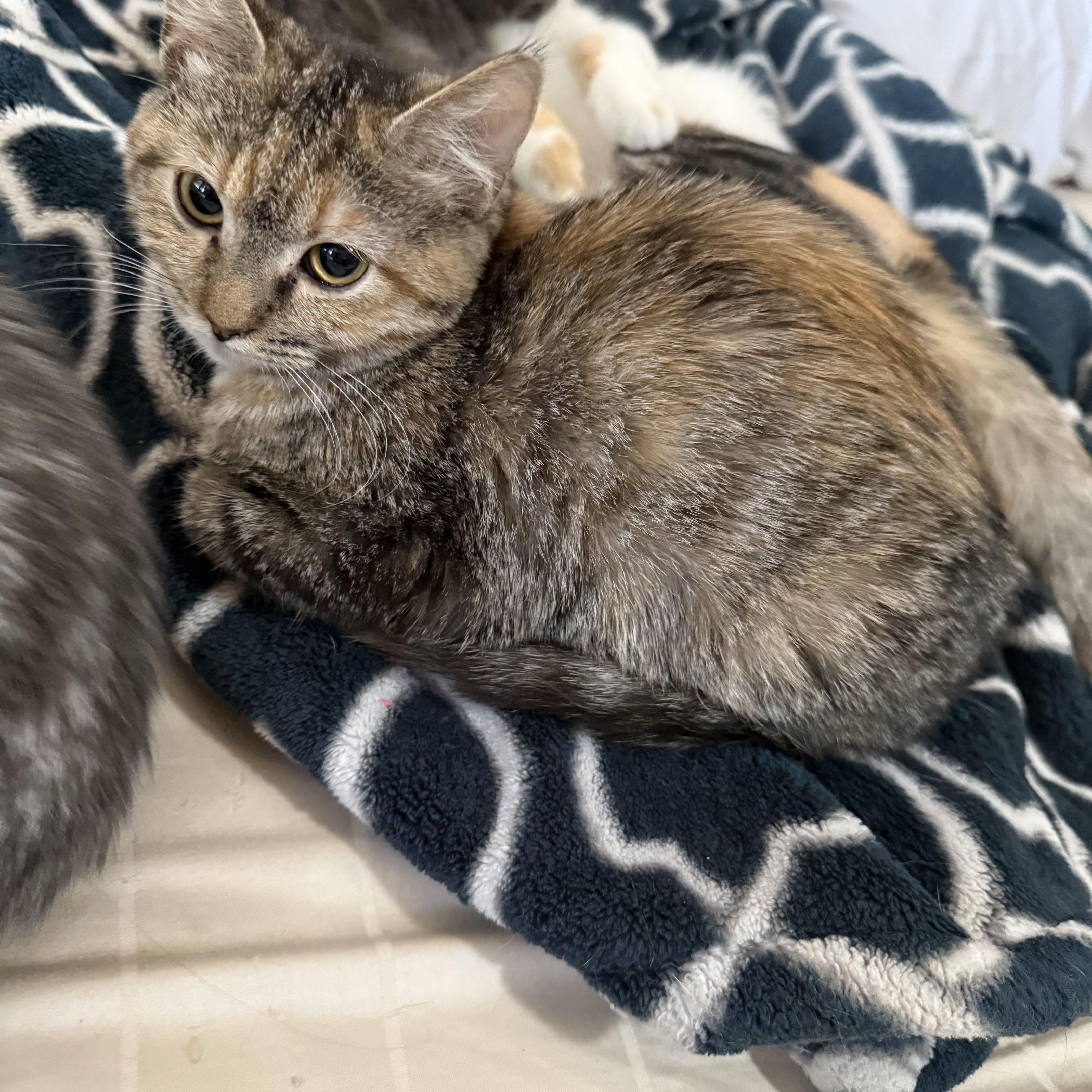 Enlarge Abby, a Adoptable mixed breed in Fresno, CA image 3/3