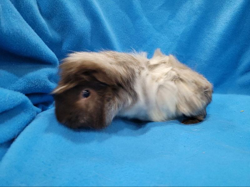 Enlarge Rhino & Pigeon, a Adoptable Guinea Pig in Baton Rouge, LA image 1/3