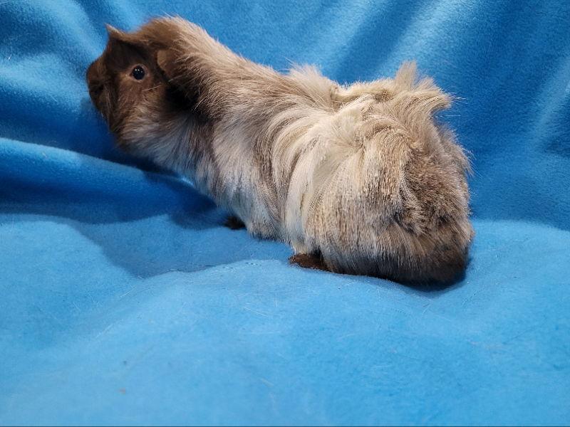 Enlarge Rhino & Pigeon, a Adoptable Guinea Pig in Baton Rouge, LA image 2/3