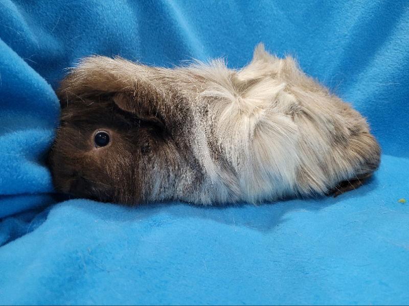 Enlarge Rhino & Pigeon, a Adoptable Guinea Pig in Baton Rouge, LA image 3/3