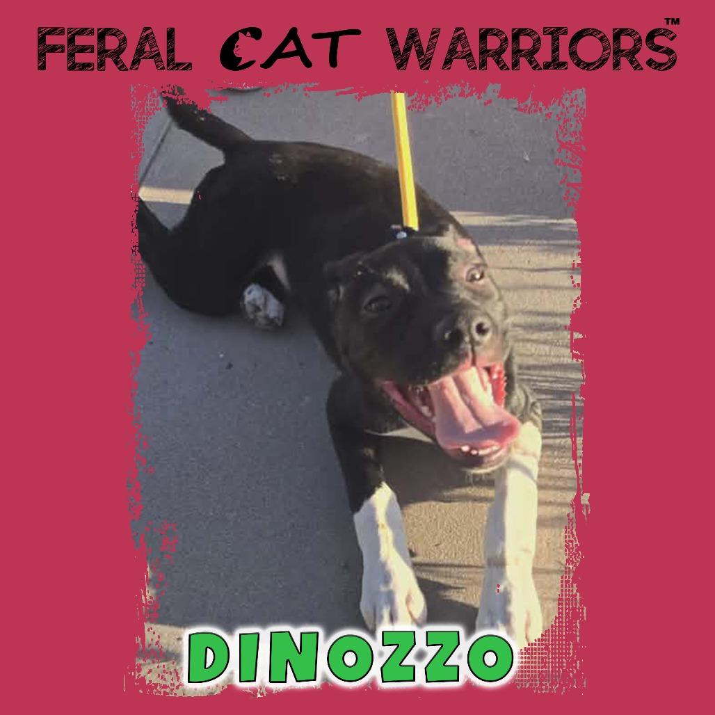 Enlarge DiNozzo, a Adoptable mixed breed in Kingman, AZ image 1/1