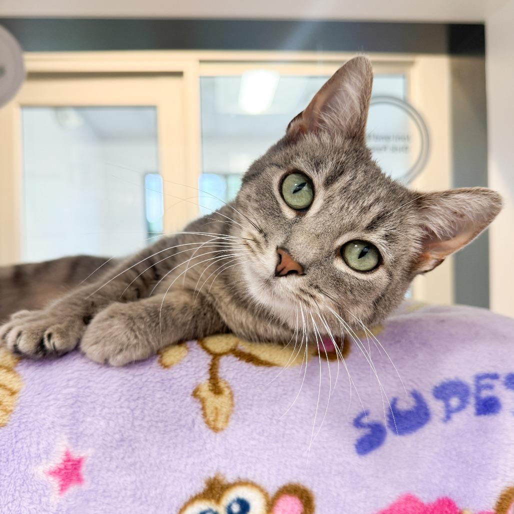 Mindy, Adoptable, Young Female Domestic Short Hair.