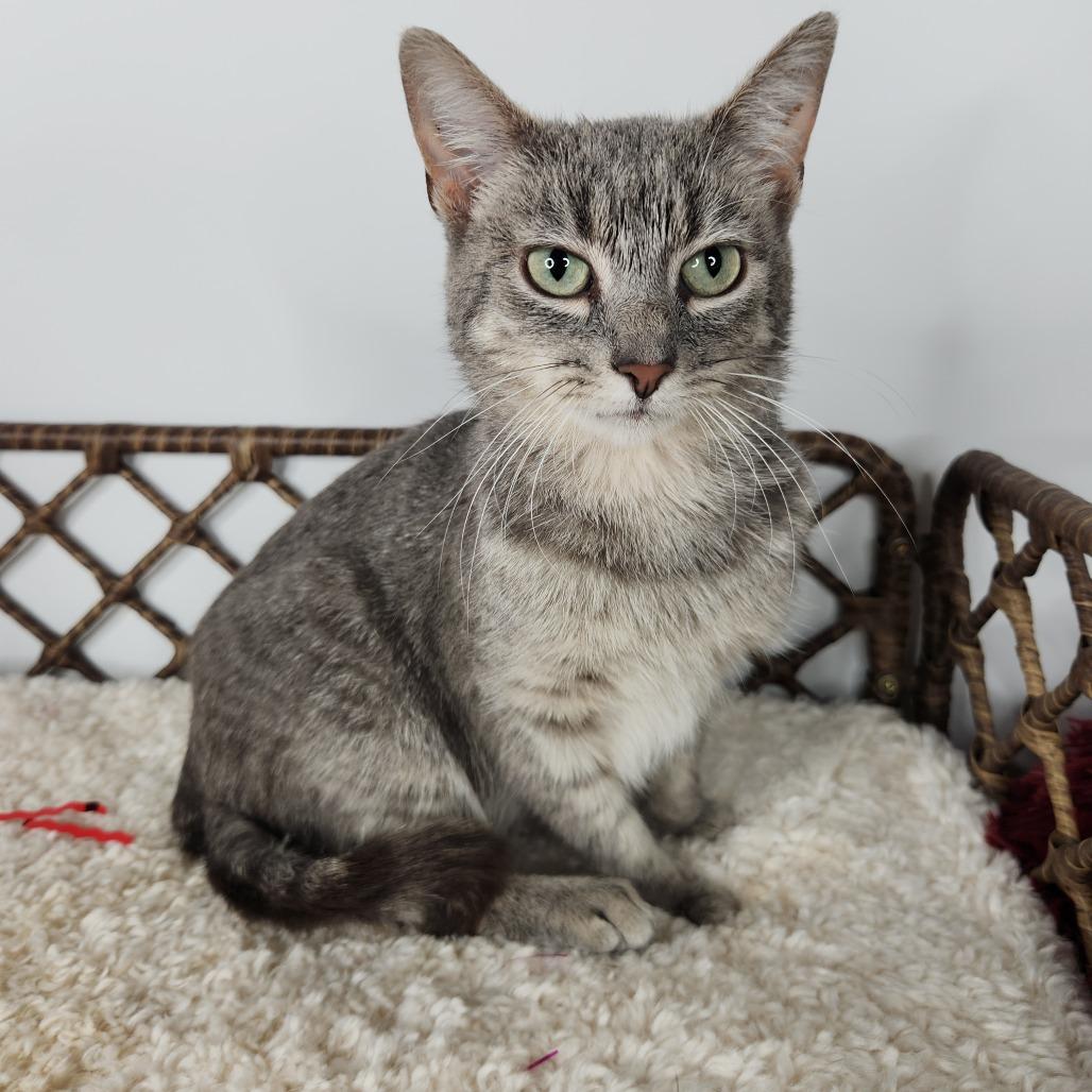 Enlarge Mindy, a Adoptable Domestic Short Hair in Fort Wayne, IN image 2/2