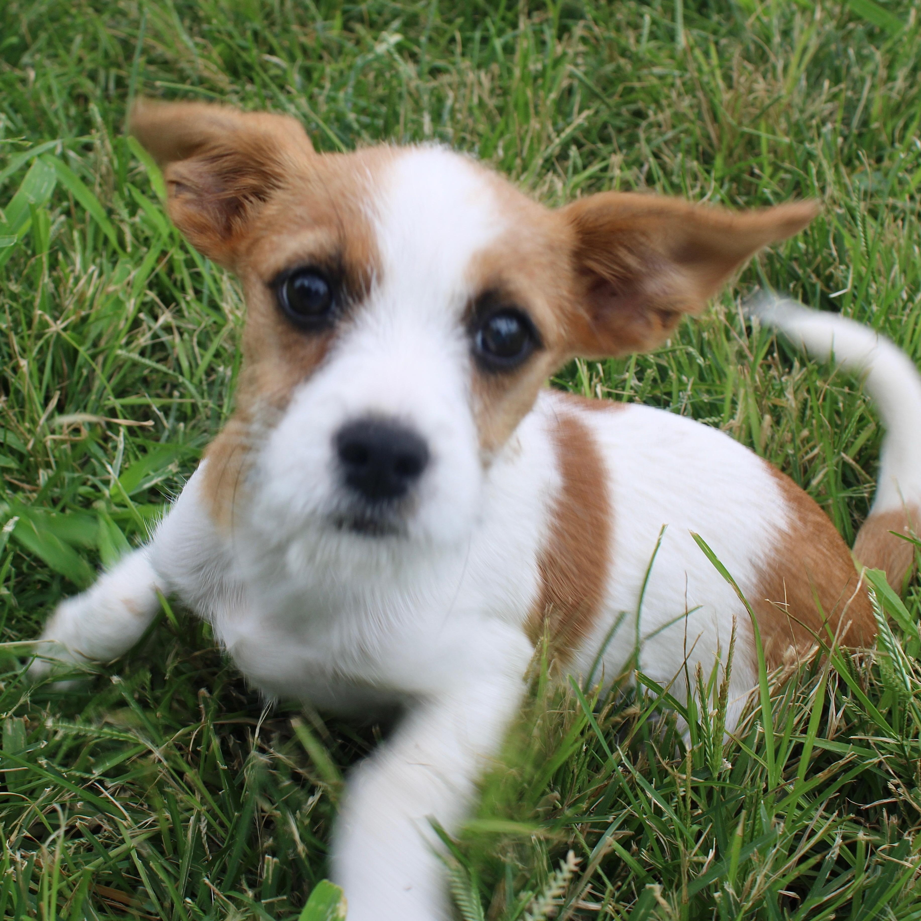 Finn, an adoptable Jack Russell Terrier in Clovis, NM, 88101 | Photo Image 5