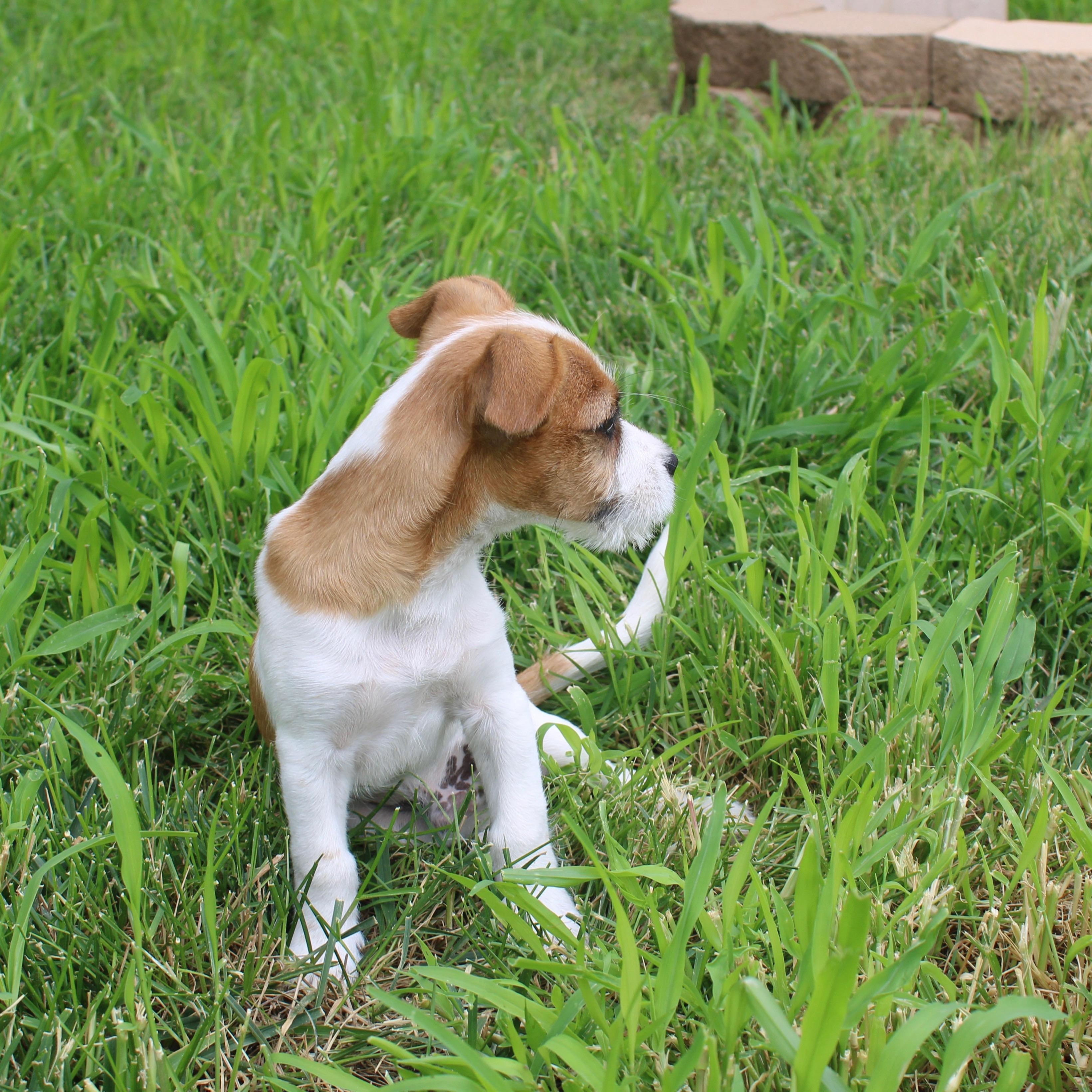 Finn, an adoptable Jack Russell Terrier in Clovis, NM, 88101 | Photo Image 4