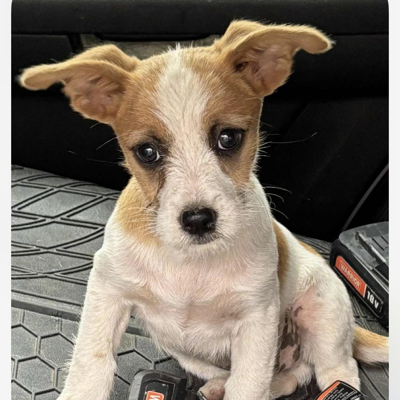 Finn, an adoptable Jack Russell Terrier in Clovis, NM, 88101 | Photo Image 6