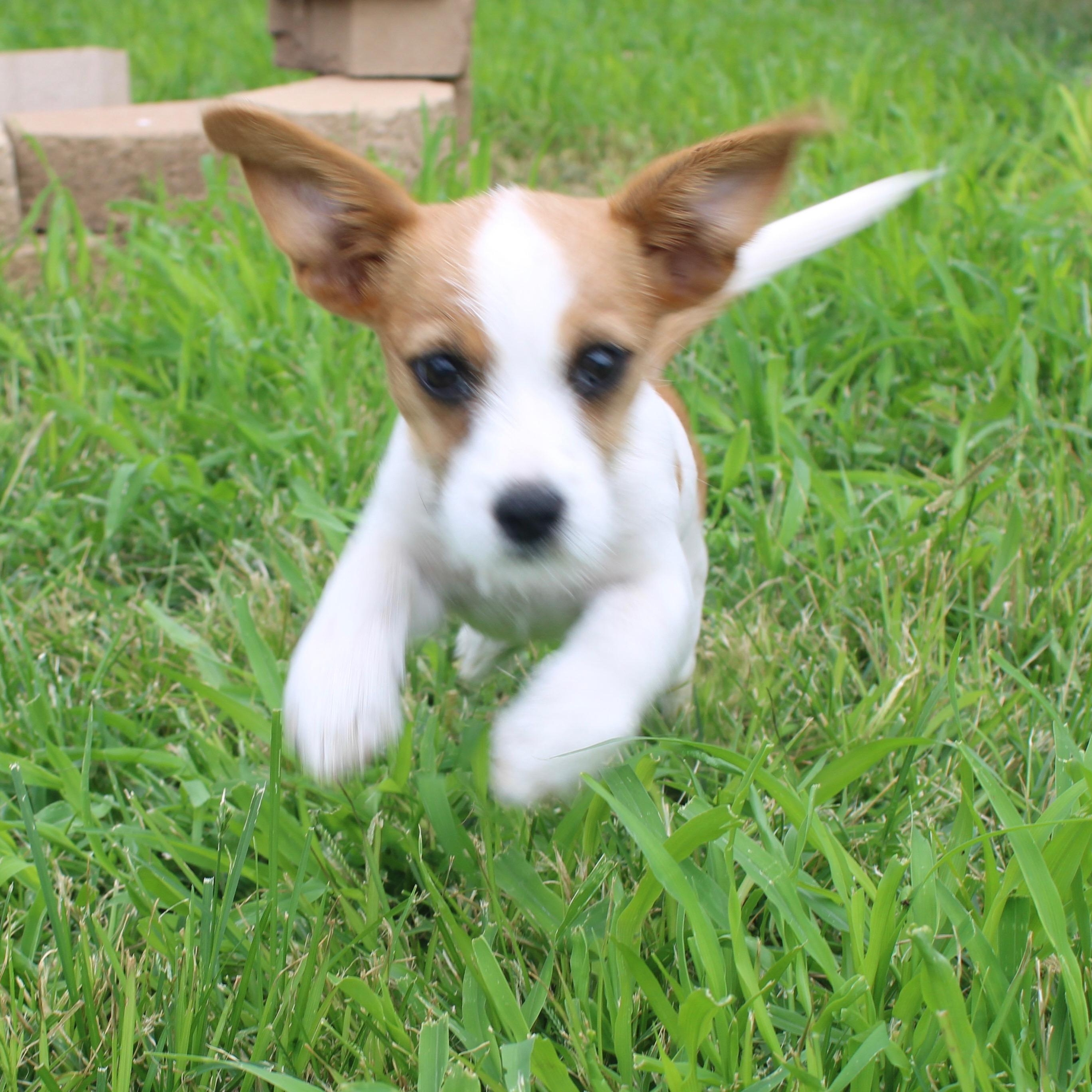 Finn, an adoptable Jack Russell Terrier in Clovis, NM, 88101 | Photo Image 3