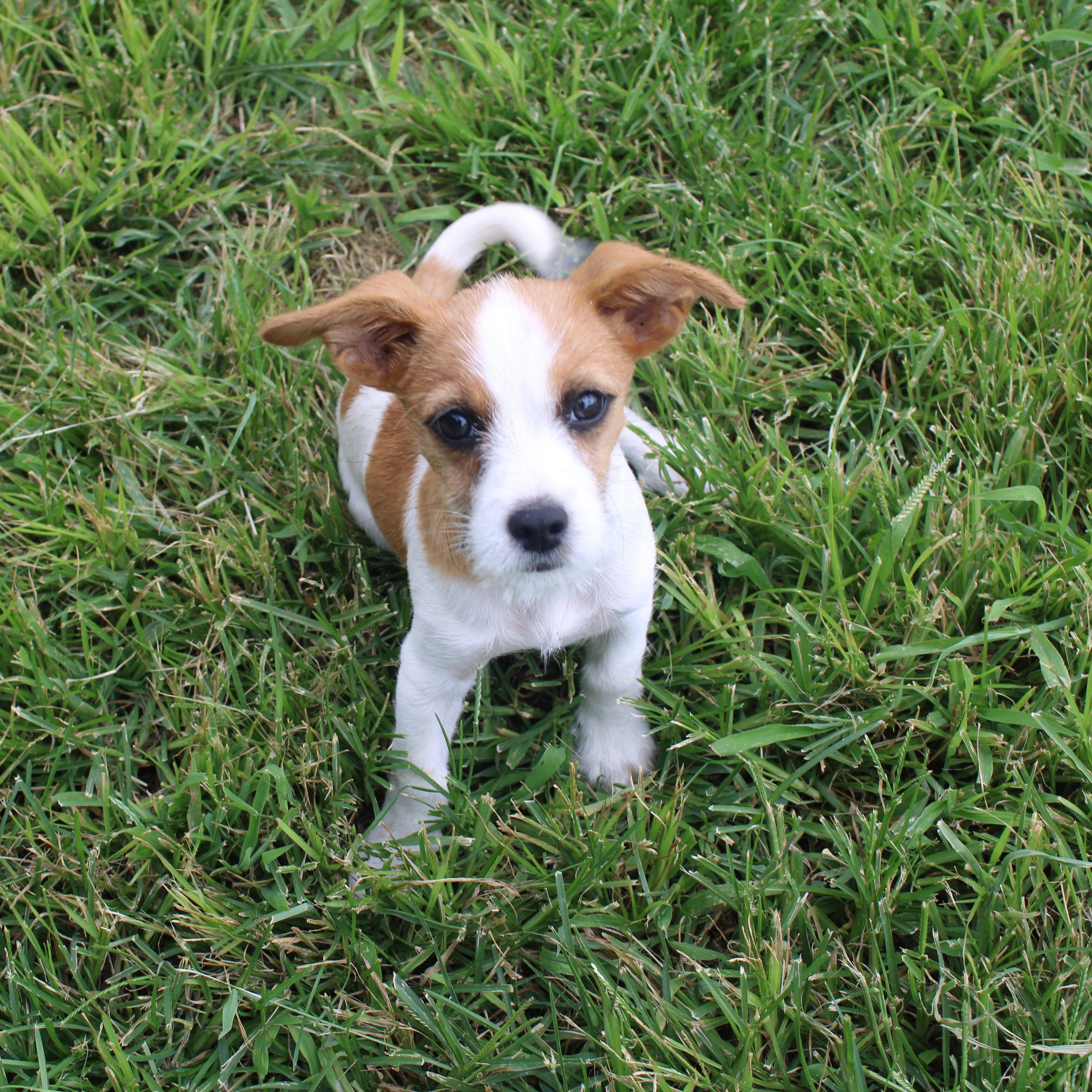 Finn, an adoptable Jack Russell Terrier in Clovis, NM, 88101 | Photo Image 2