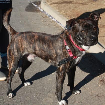 Novo, Adoptable, Adult Male Mixed Breed & Mixed Breed.