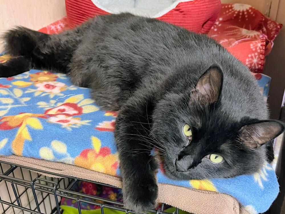 Enlarge Moki, a Adoptable Domestic Long Hair in Sparta, WI image 1/4