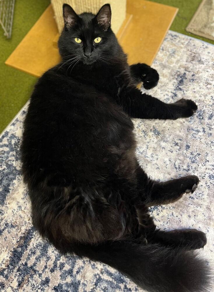 Enlarge Moki, a Adoptable Domestic Long Hair in Sparta, WI image 2/4