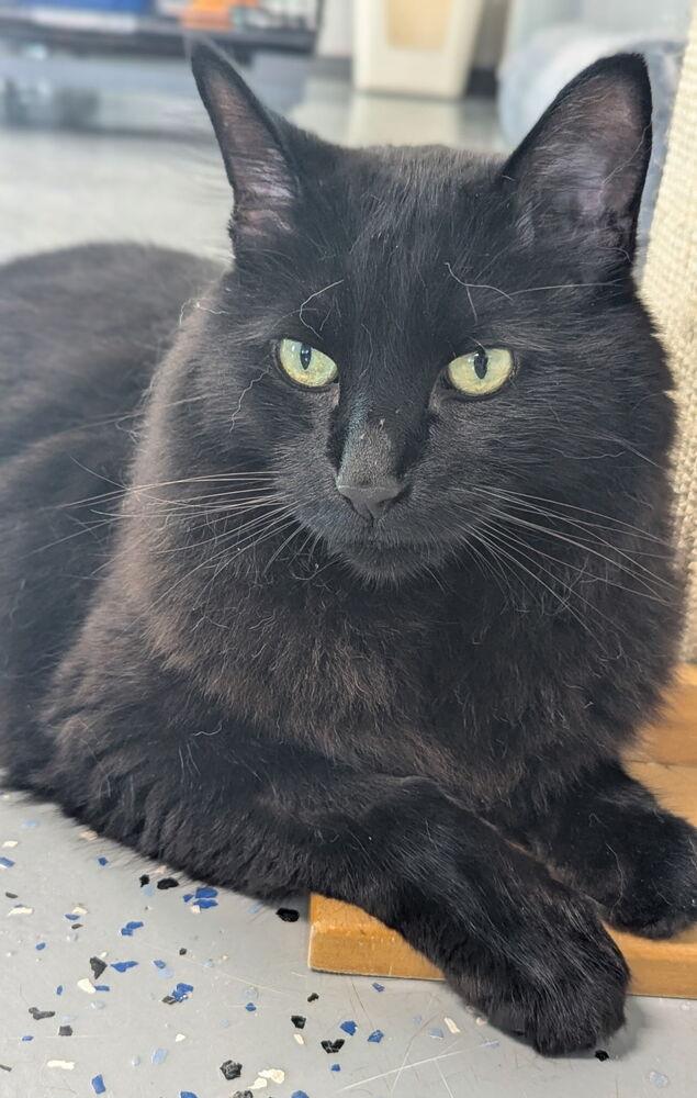 Enlarge Moki, a Adoptable Domestic Long Hair in Sparta, WI image 3/4