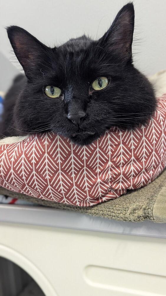 Enlarge Moki, a Adoptable Domestic Long Hair in Sparta, WI image 4/4