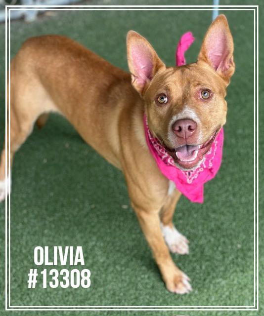 OLIVIA, adoptable, Young Female American Bully.