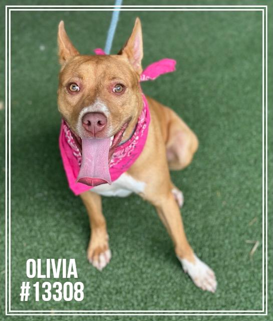 OLIVIA, an adoptable mixed breed in Marietta, GA image 2/4