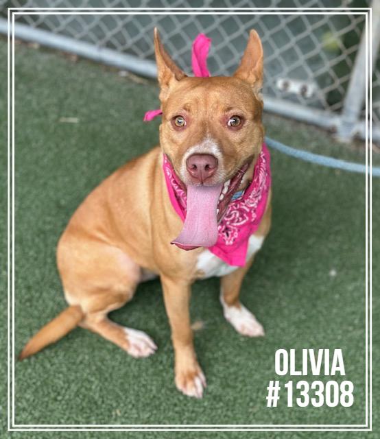 OLIVIA, an adoptable mixed breed in Marietta, GA image 3/4
