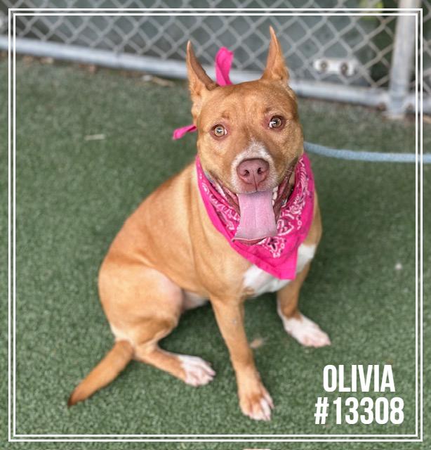 OLIVIA, an adoptable mixed breed in Marietta, GA image 4/4