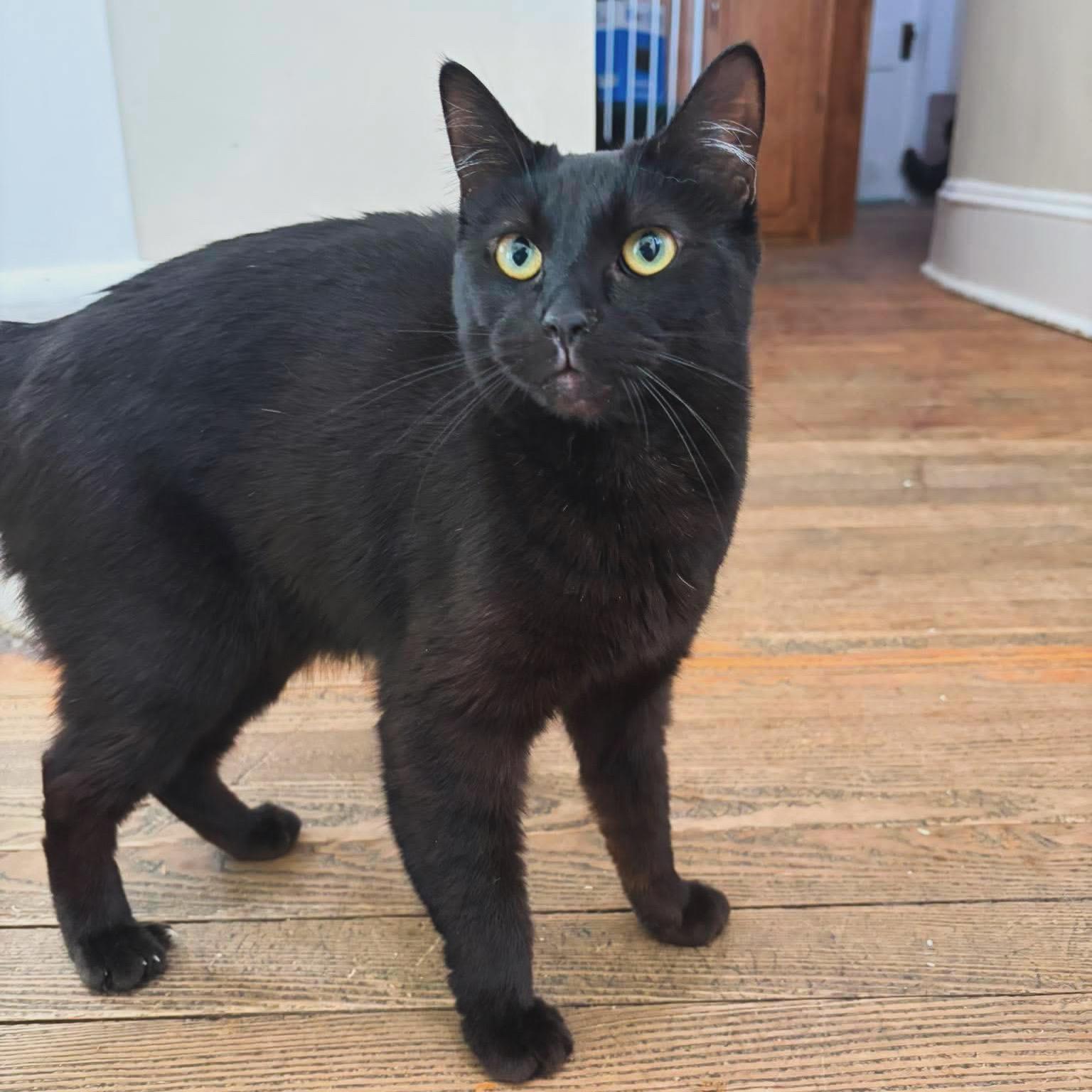 Enlarge Ursula, a Adoptable Domestic Short Hair in Berkeley Springs, WV image 6/6