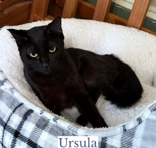Enlarge Ursula, a Adoptable Domestic Short Hair in Berkeley Springs, WV image 1/4