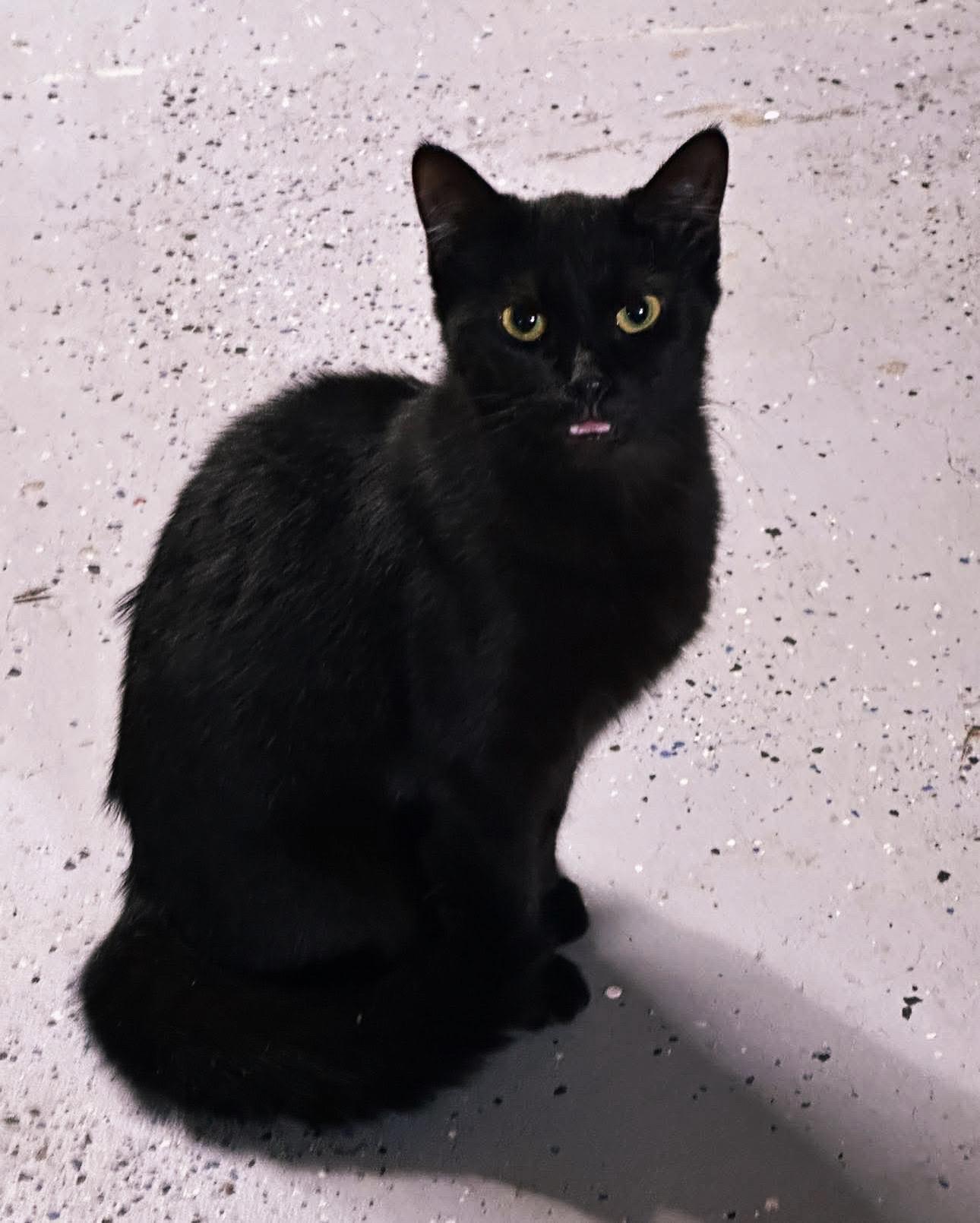 Ursula, Adoptable, Young Female Domestic Short Hair.