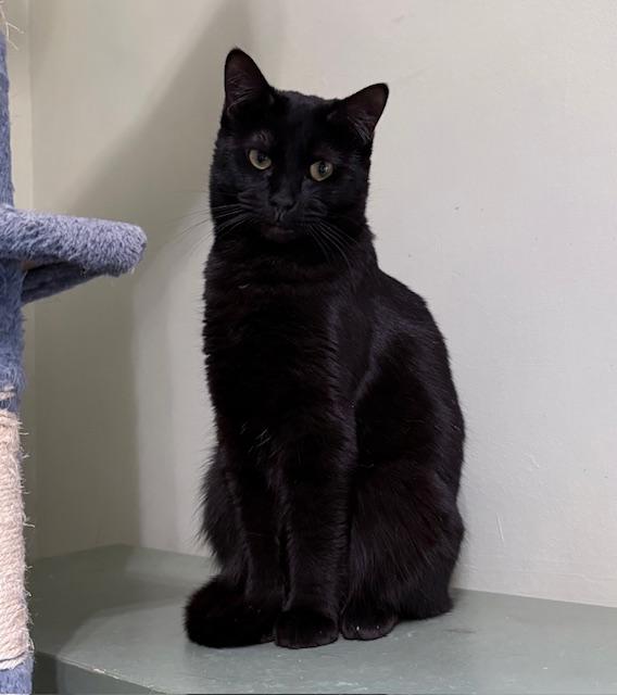 Ursula, Adoptable, Adult Female Domestic Short Hair.