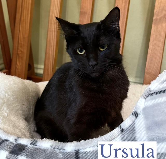 Enlarge Ursula, a Adoptable Domestic Short Hair in Berkeley Springs, WV image 3/4