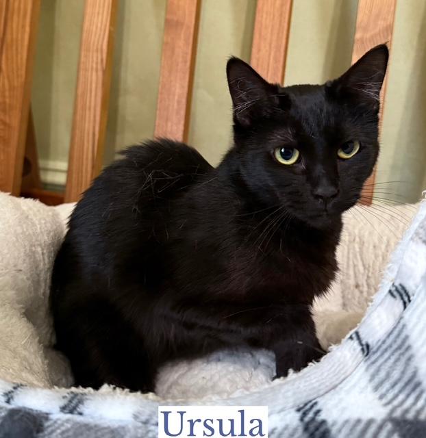 Enlarge Ursula, a Adoptable Domestic Short Hair in Berkeley Springs, WV image 4/4