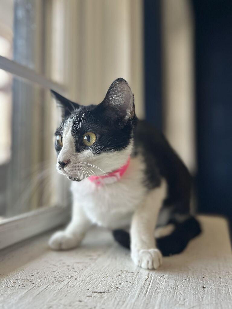 CLARISSA, Adoptable, Kitten Female Domestic Short Hair.