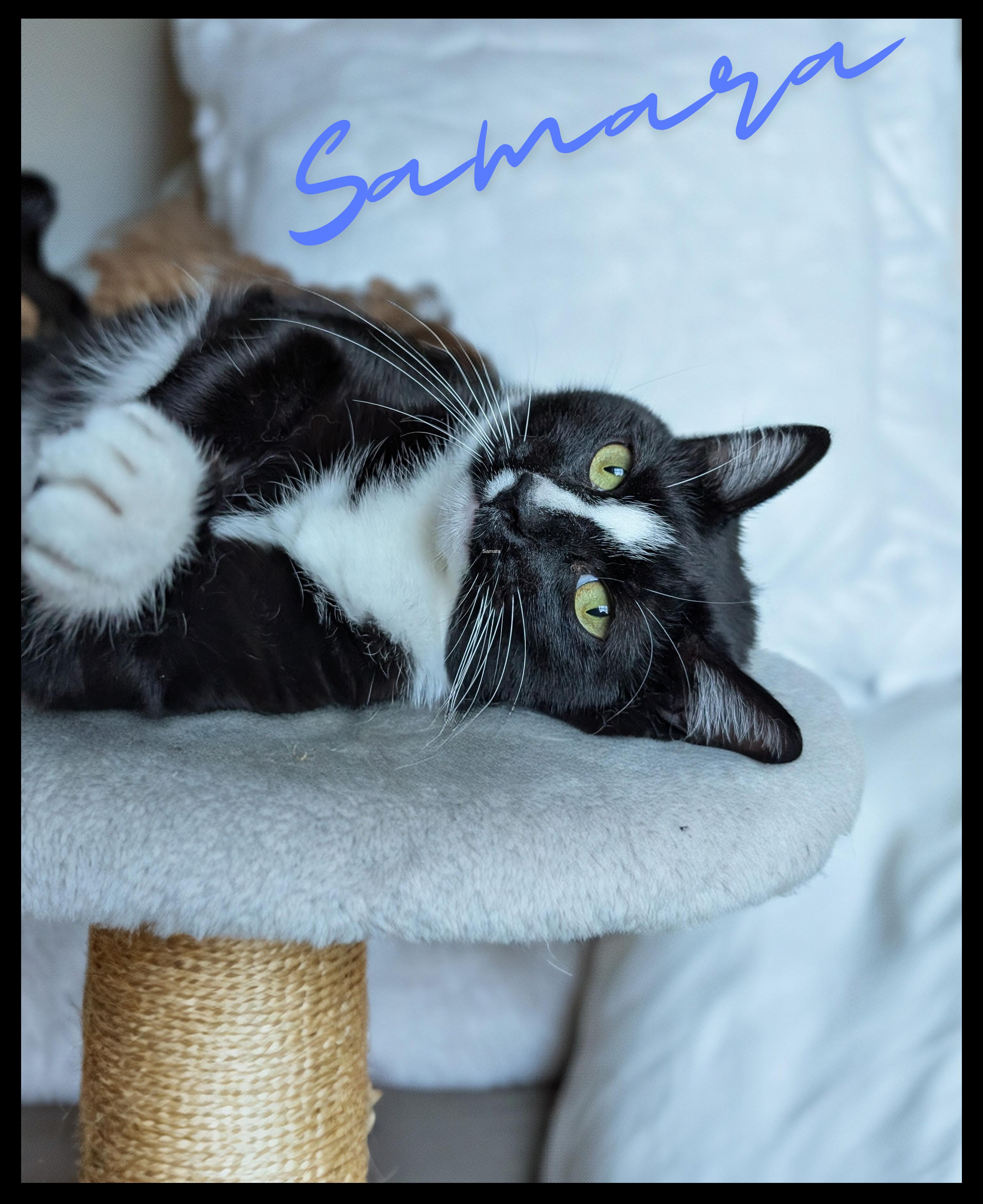 Samara, Adoptable, Adult Male Tuxedo & Domestic Short Hair.