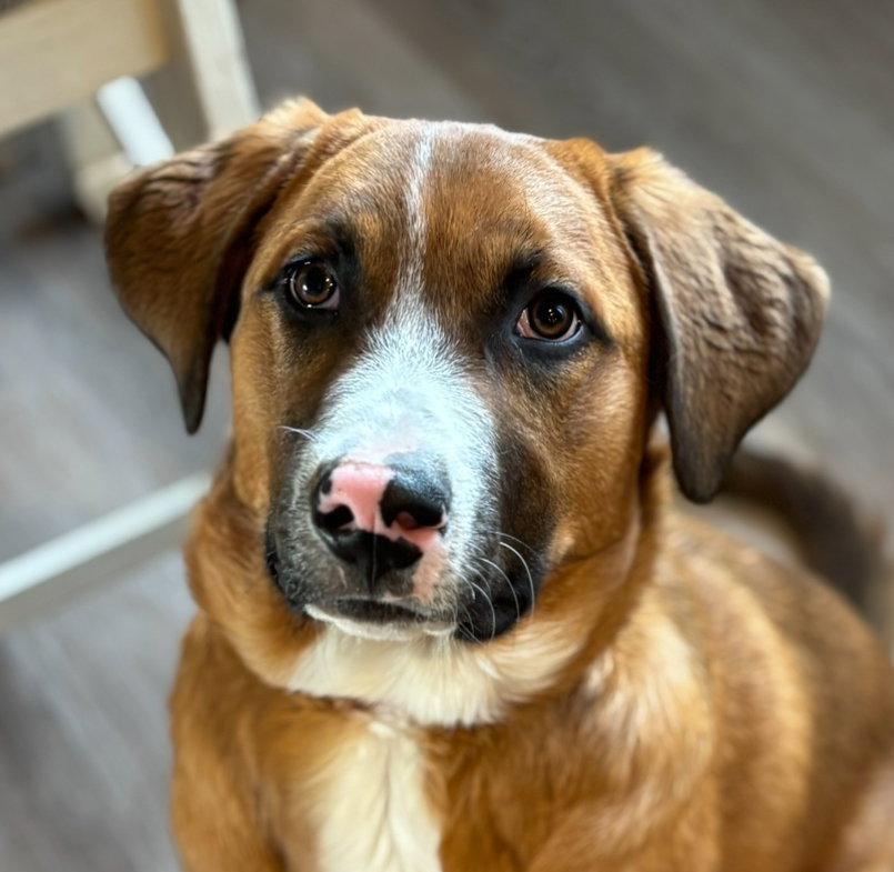 Enlarge Bridger, a Adopted Mixed Breed in Laramie, WY image 1/3