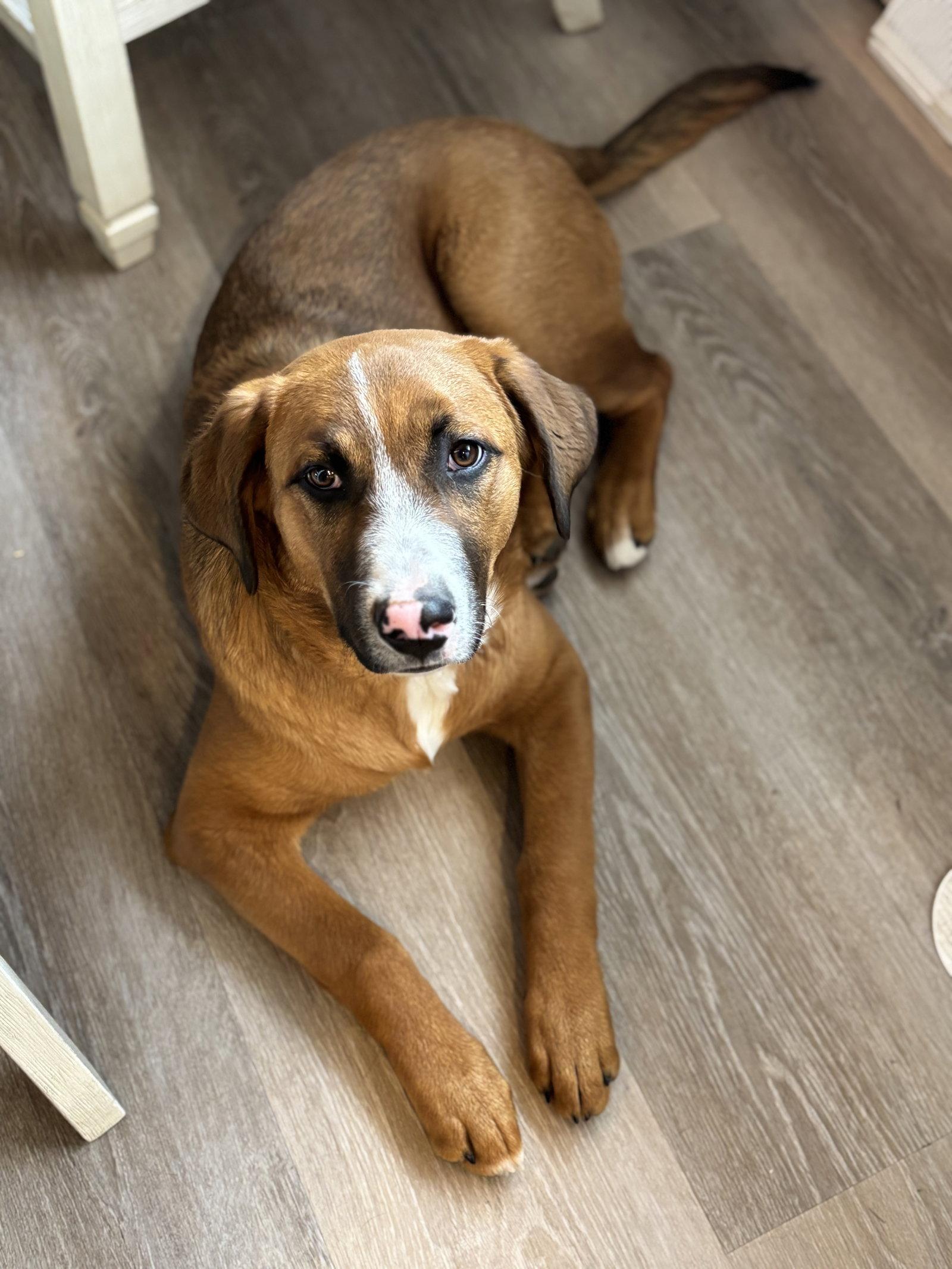 Enlarge Bridger, a Adopted Mixed Breed in Laramie, WY image 2/3