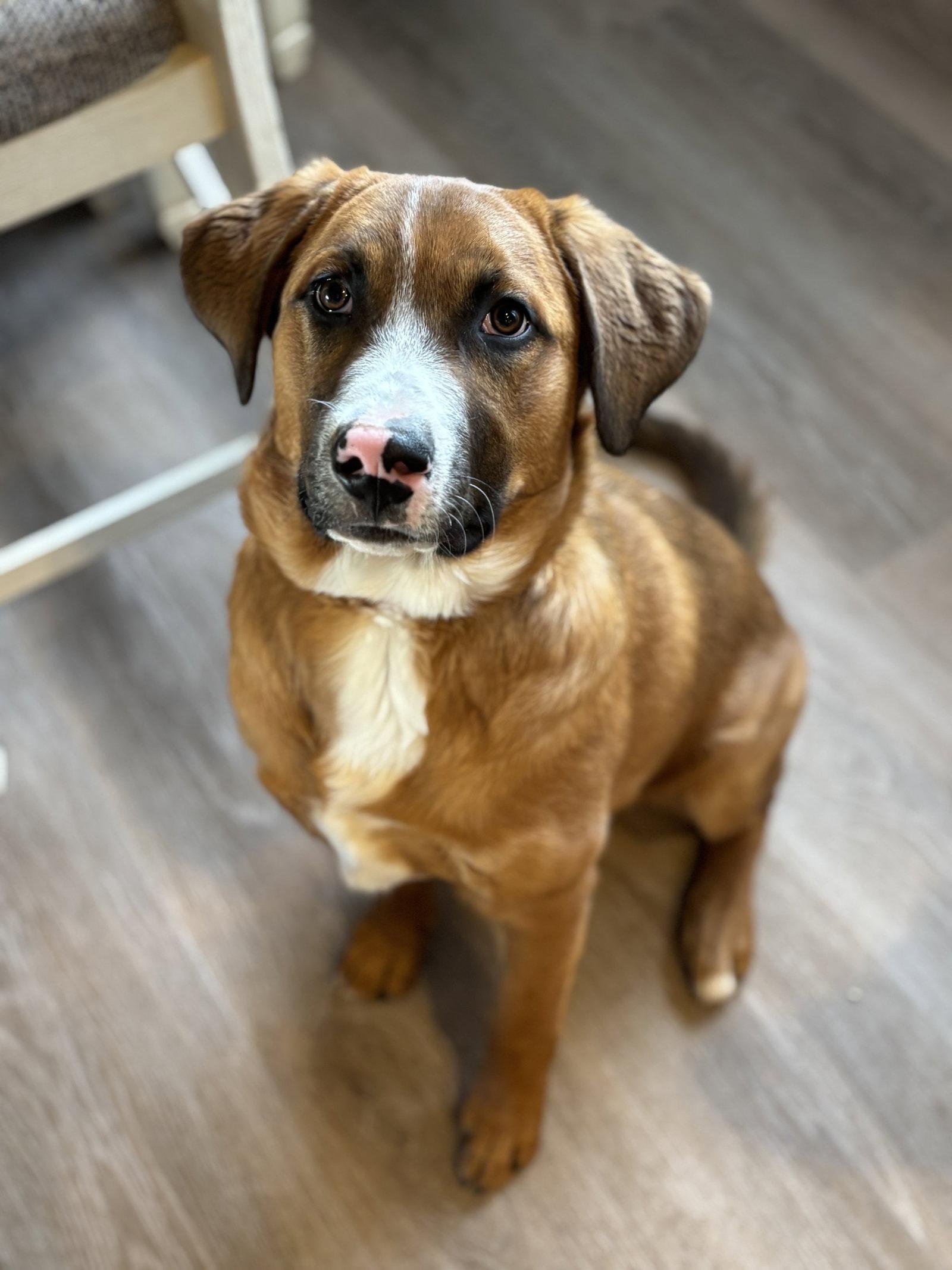 Enlarge Bridger, a Adopted Mixed Breed in Laramie, WY image 3/3