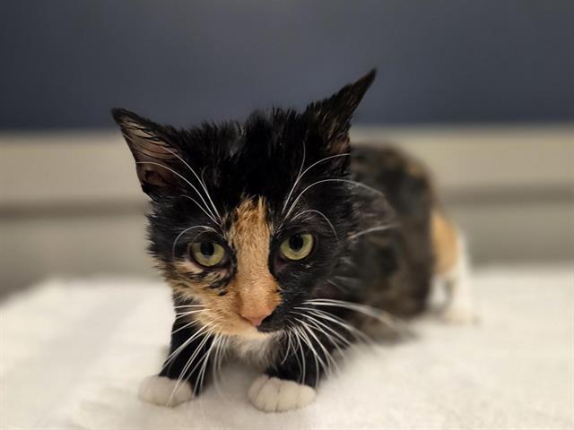 Enlarge MARMALADE, a Adoptable Domestic Short Hair in Saint Louis, MO image 1/1