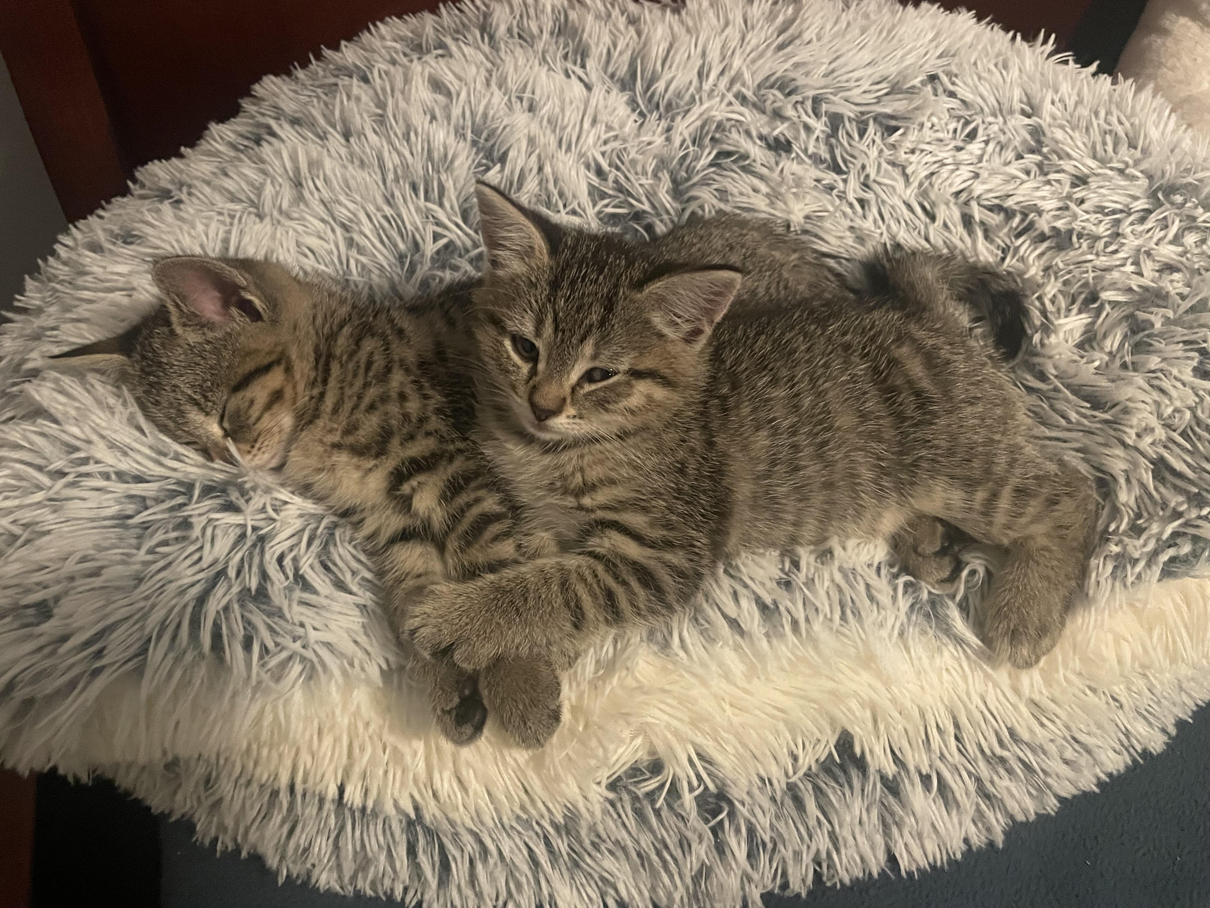 Enlarge lily #1, a Adopted Domestic Short Hair in Burlington, VT image 1/3