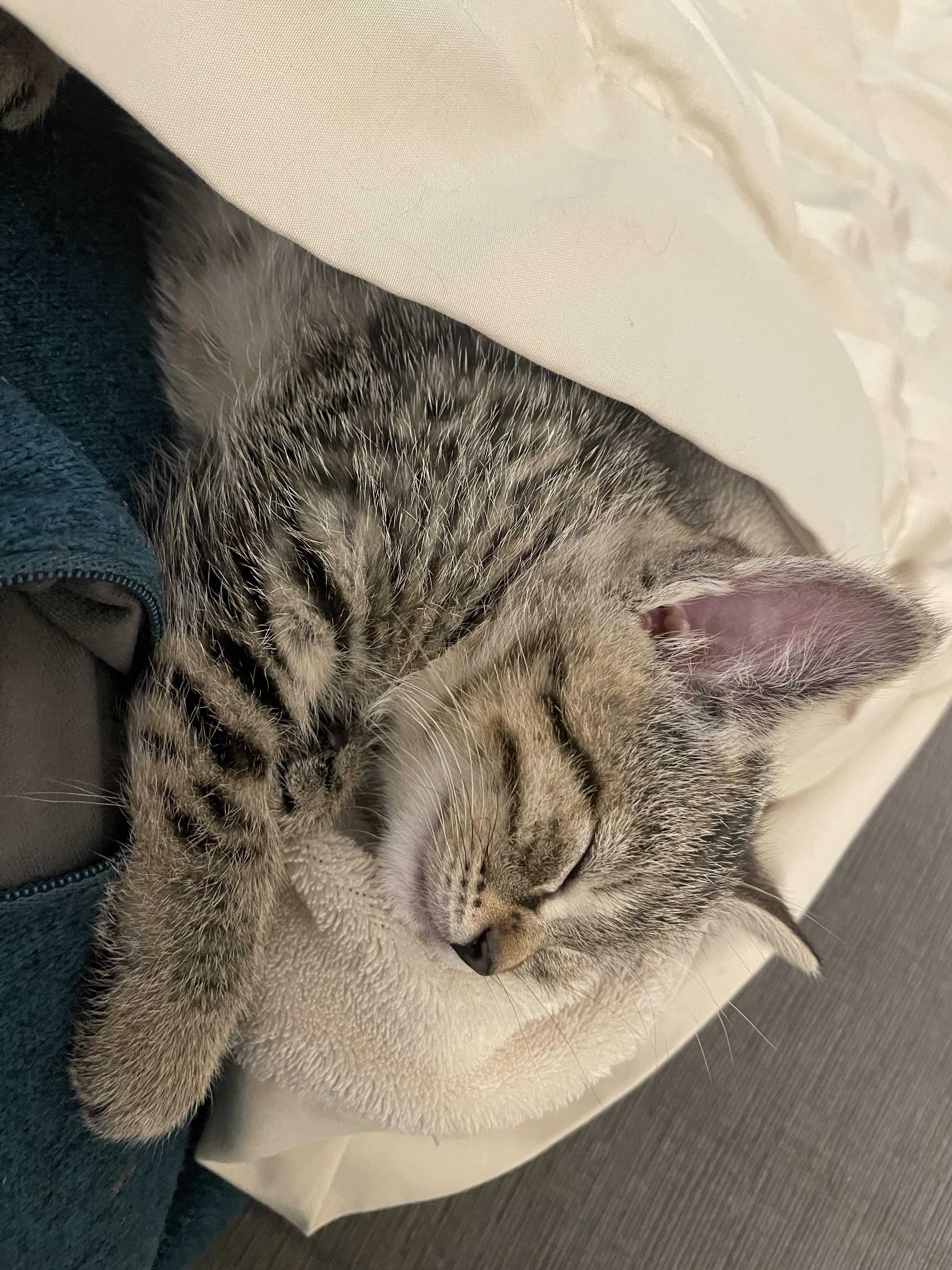 Enlarge lily #1, a Adopted Domestic Short Hair in Burlington, VT image 2/3