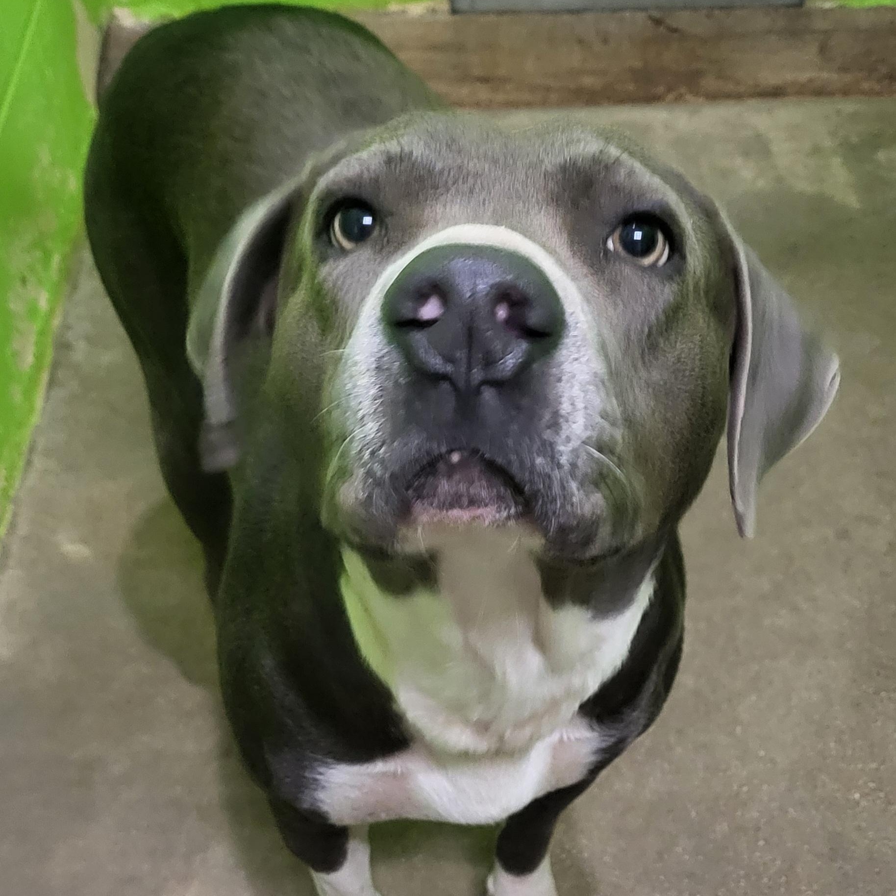 Enlarge Blue, a ADOPTABLE Pit Bull Terrier in Rockdale, TX image 1/1