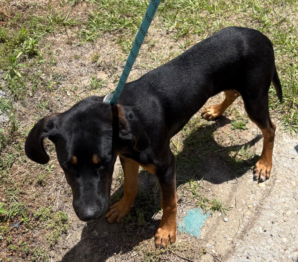 Enlarge Wrangler, a Adoptable Black and Tan Coonhound in Effingham, SC image 1/2