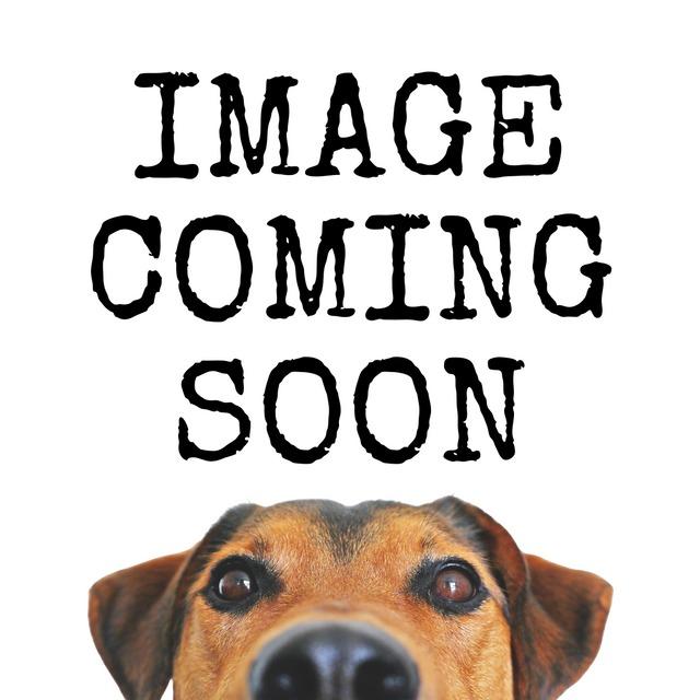 Enlarge Wrangler, a Adoptable Black and Tan Coonhound in Effingham, SC image 2/2