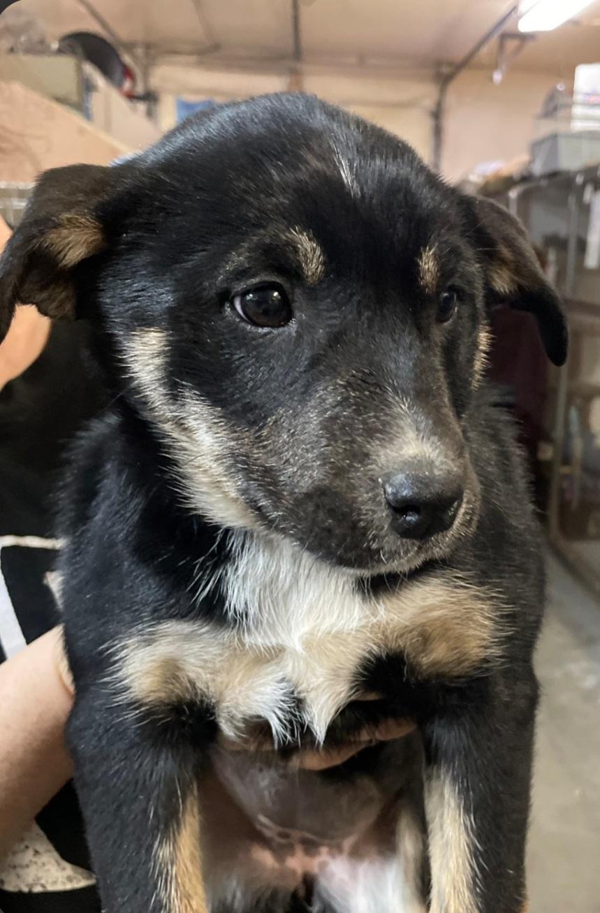 Enlarge P-2 Echo, an adopted mixed breed in Billings, MT image 1/1